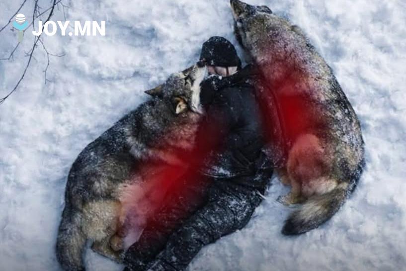 Цасанд ухаан алдсан хүнийг чононууд аварчээ